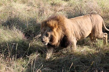 Three Days Maasai Mara Private Budget Safari
