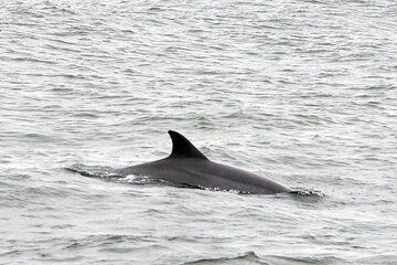 2 Hour Dolphin Watching Adventure in Calabash