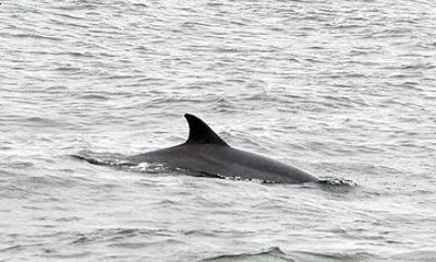 2 Hour Dolphin Watching Adventure in Calabash