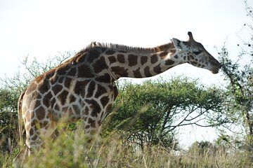 8 Days best of Rwanda wildlife safaris