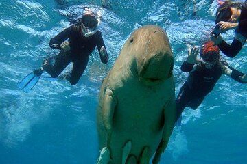 Marsa Mubarak Snorkeling Tour Swim with Dugongs & Sea Turtles