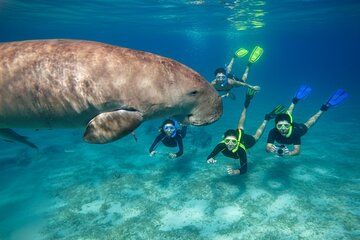 Swim with Turtles and Dugong Snorkeling at Marsa Mubarak Bay