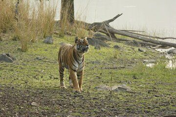 Same Day Tour to Ramgarh Vishdhari Tiger Reserve from Jaipur