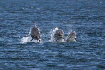 Side Dolphin Island Boat Trip with Lunch