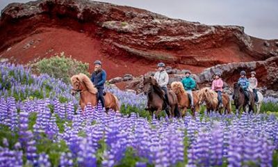 Icelandic Horseback Riding Tour from Reykjavik