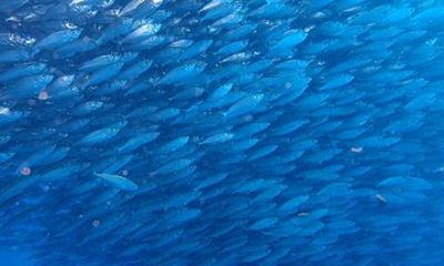 Scuba Diving Adventure Moalboal Sardine Run and Pescador Island