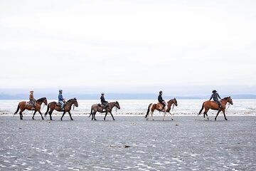 Beach Horse Riding Experience in Homer