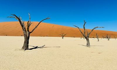 12 Days Ultimate Namibian Safaris