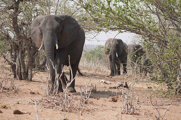Full Day Chobe Safari Game Drive and Boat Cruise