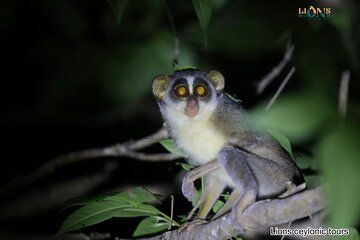 Habarana and Sigiriya Night Safari to See Nocturnal Wildlife