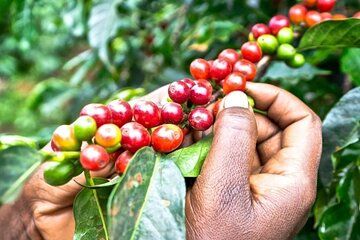 Tour to Fairview Coffee Farm With Coffee Tasting