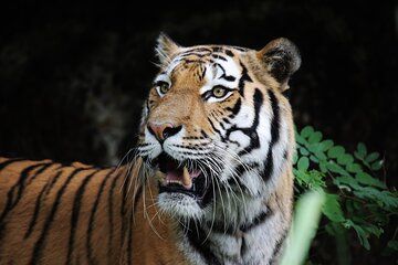 Day Trip from Jaipur to Ranthambore with Tiger Safari