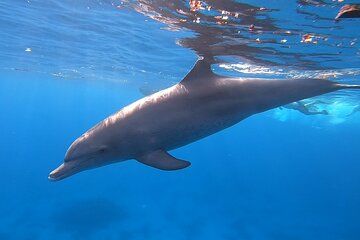 Dolphin House Snorkeling Trip from Hurghada with Lunch