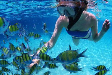Snorkeling in Punta Cana a Coral Reef Experience