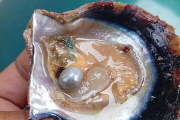 Bahrain UNESCO Pearling Path Tour with Oysters Opening Experience