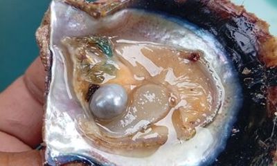 Bahrain UNESCO Pearling Path Tour with Oysters Opening Experience