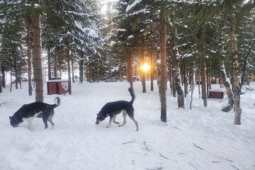 Northern Lights Huskies and Local History in Malangen