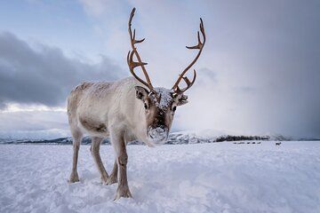 Arctic Reindeer Encounter and Culture in Malangen