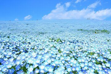 Hitachi Seaside Park Nemophila and Ashikaga Wisteria From Tokyo