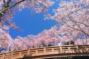 From Tokyo Takato Cherry Blossoms in Nagano and Sukiyaki Lunch
