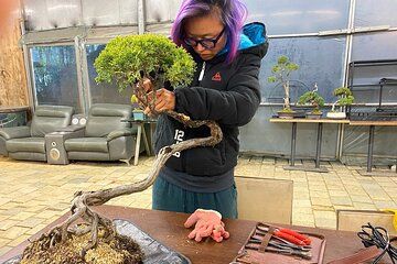 Korean Bonsai Experience in a Tranquil Seoul Garden