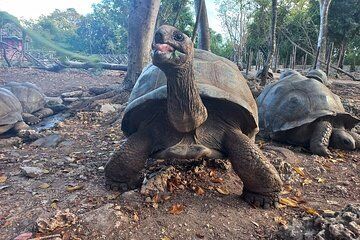 Full Day Stone Town Tour with Prison Island and Nakupenda Beach