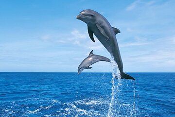 Hurghada Boat trip to Dolphin House and Snorkeling