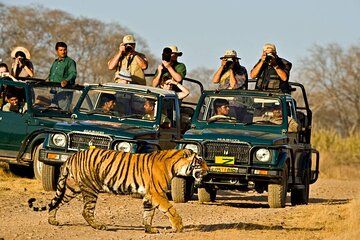 Jaipur to Ranthambore Day Trip with Safari and Transfers