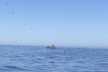 Birdwatching Tour in Nazaré: Seabirds,Cliffs & Local Nature Guide