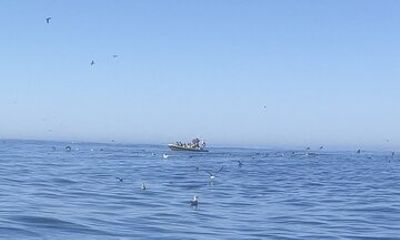 Birdwatching Tour in Nazaré: Seabirds,Cliffs & Local Nature Guide