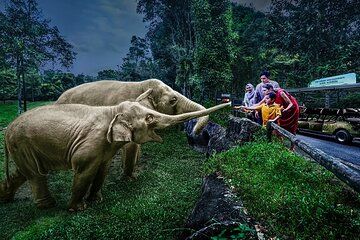 Night Safari Singapore Tickets with Tram Ride