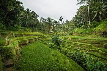 Ubud All Inclusive Private Tour and Bali Swing