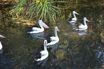 Darwin Shore Excursion Guided Territory Wildlife Experience