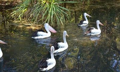 Darwin Shore Excursion Guided Territory Wildlife Experience