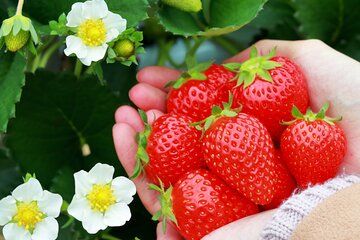 Kawagoe Strawberry Picking and Sweets Walking Tour from Tokyo
