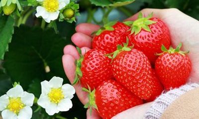 Kawagoe Strawberry Picking and Sweets Walking Tour from Tokyo