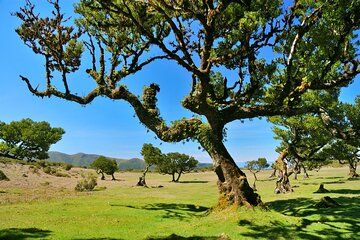 Guided Walking Tour in Fanal Assobiadores