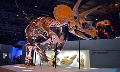 Houston Museum Natural Science Pass Discovery