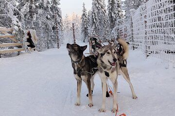Self Drive Husky Sleigh Adventure to an Authentic Reindeer Farm