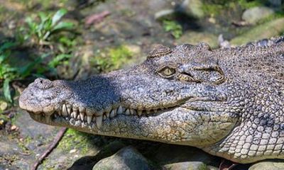 Darwin Private Shore Tour: Wild Crocodile Safari & Fogg Dam