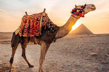 Camel Ride Tour Around the Pyramids of Giza