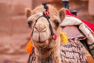 Highlights of Jordan Tour 5 Days of History Petra and Wadi Rum