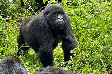 3-Day Rwanda Gorilla and Golden Monkeys Trekking Safari