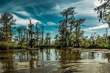 Private Day Tour from New Orleans to the Bayou and Swamps