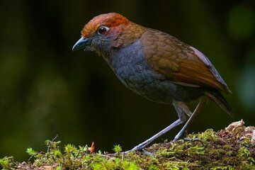 Quito Volcanic Highlands Birdwatching Private Tour
