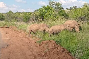 Private Guided Tour to South Africa with Meals