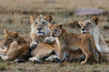 3 Day Maasai Mara Safari from Nairobi with Big Five Game Drives