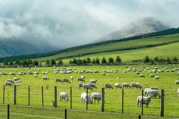 Glenafric Farm Experience: Private Shore Tour from Christchurch
