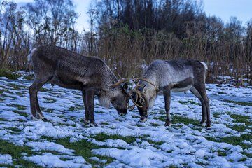 Snowmobile Adventure and Sami Experience in Tamok Valley