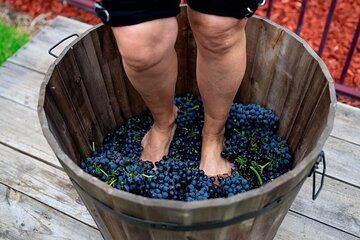 Grape Pick and Stomp in the Barossa Valley